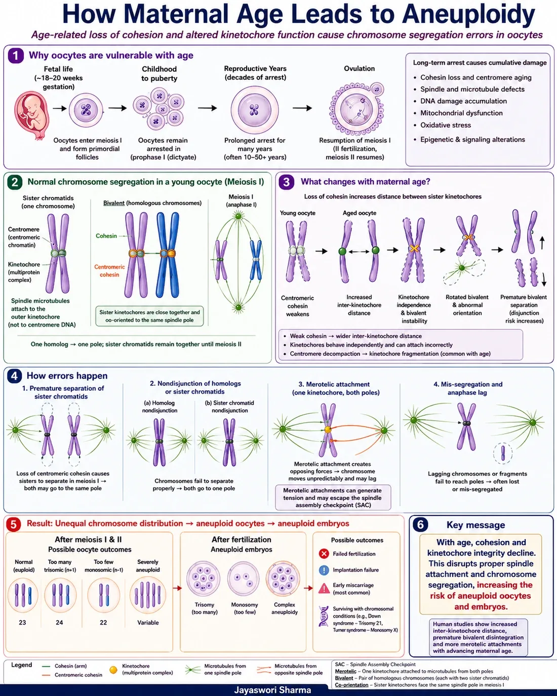 A diagram explaining age-related aneuploidy, showing the oocyte arrested in prophase I from before birth, the second arrest at metaphase II, cohesin holding chromosomes together, and how weakened cohesion and unstable kinetochore geometry lead to premature separation, non-disjunction and lagging chromosomes