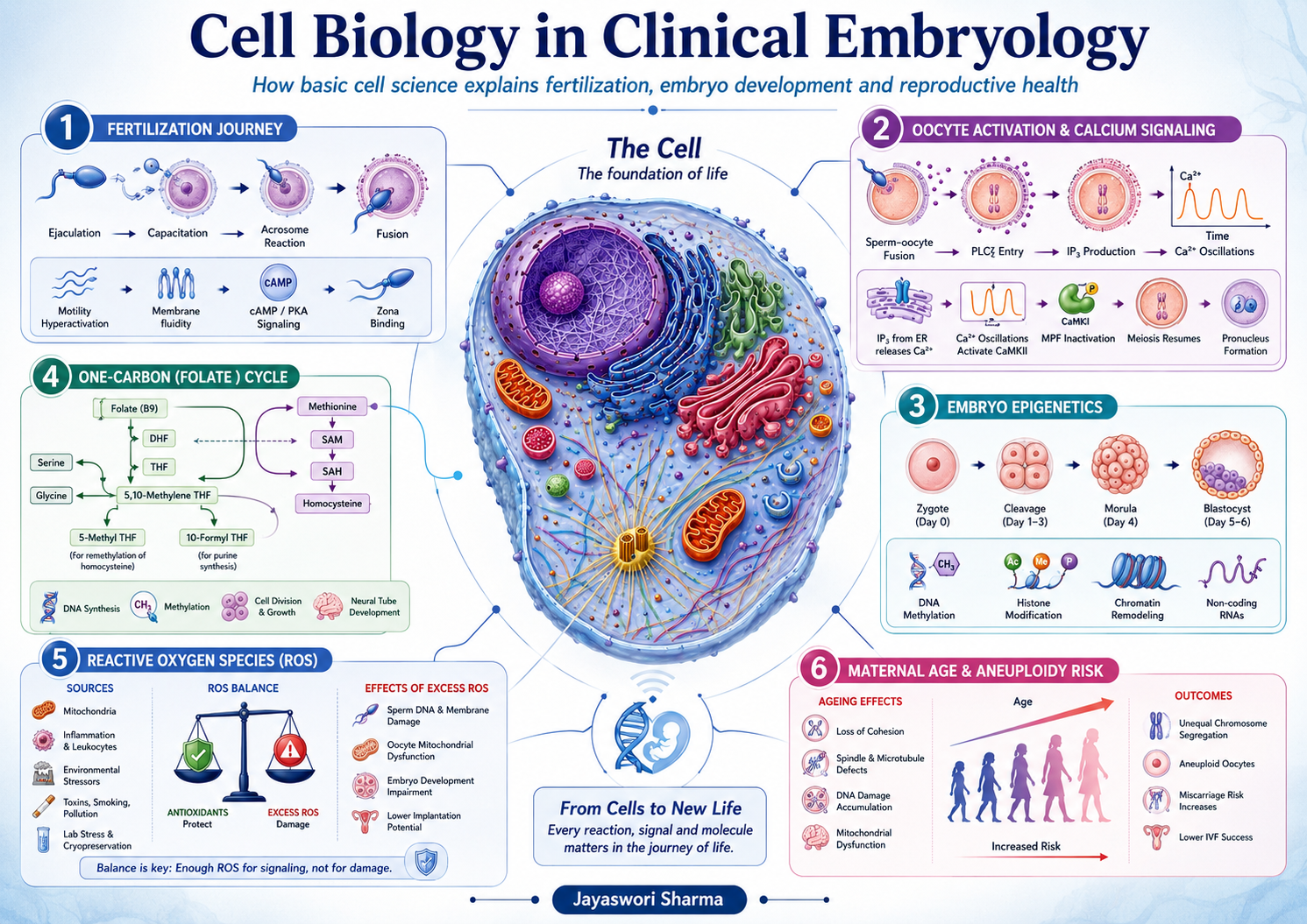 From One Cell to an Embryo – Why Cell Biology and Molecular Biology Are the Language of Clinical Embryology
