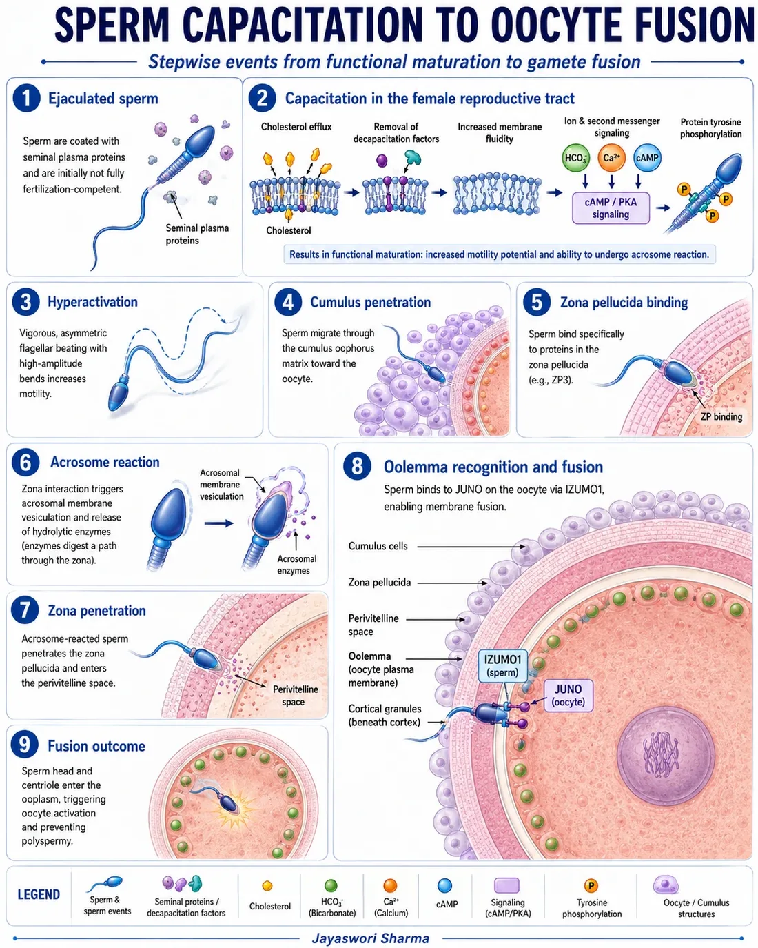A diagram showing the transition from a motile sperm to a fertilizing sperm through capacitation, hyperactivation, the acrosome reaction, zona penetration and IZUMO1 to JUNO recognition at the oolemma