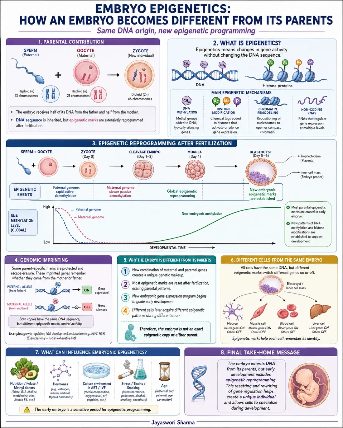 A diagram of the transition from maternal control to embryonic genome activation, showing maternal mRNA and protein stores, gradual embryonic transcription becoming prominent at the four to eight cell stage, and epigenetic reprogramming of DNA methylation, histone marks, chromatin accessibility and non-coding RNA