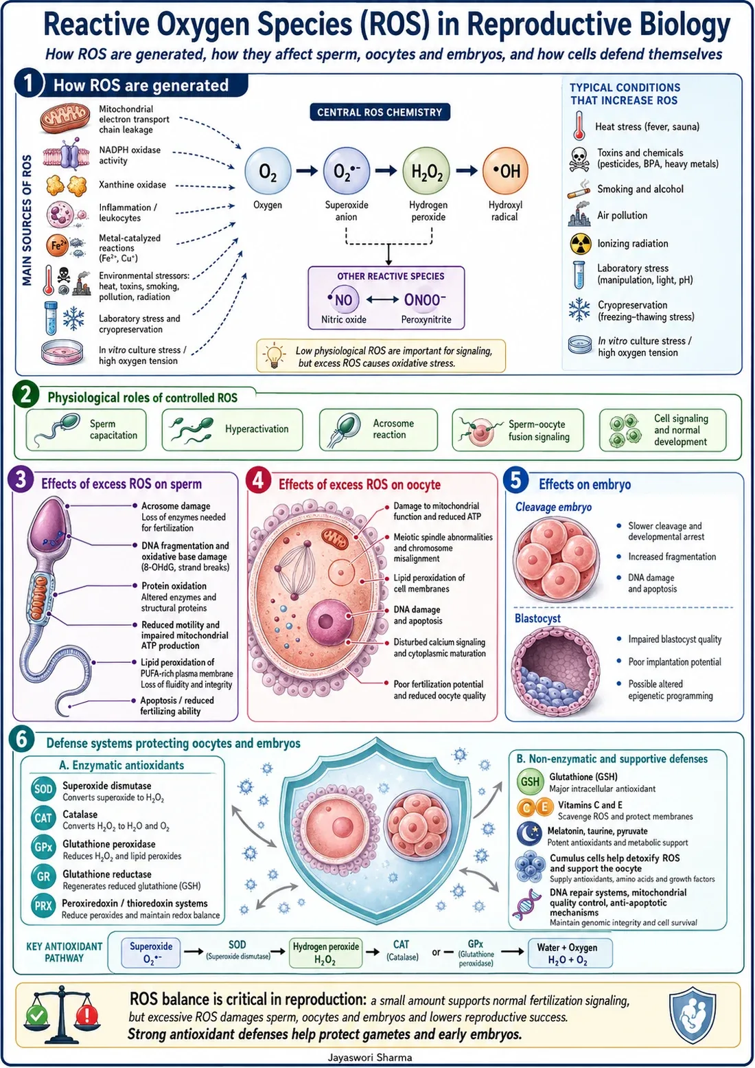 A diagram of reactive oxygen species balance, showing controlled ROS supporting capacitation and signalling, sources of excess ROS including high oxygen, light and unstable temperature, damage to sperm, oocytes and embryos, and the antioxidant defence system of glutathione, superoxide dismutase, catalase, glutathione peroxidase and peroxiredoxins